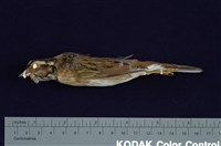 藏品(白眉鵐)的圖片